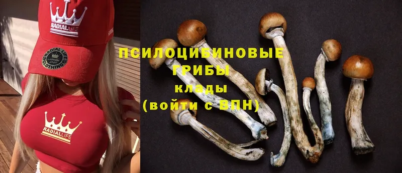 Галлюциногенные грибы Psilocybe  Надым 